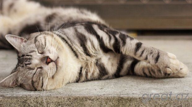 Фото из Интернета.