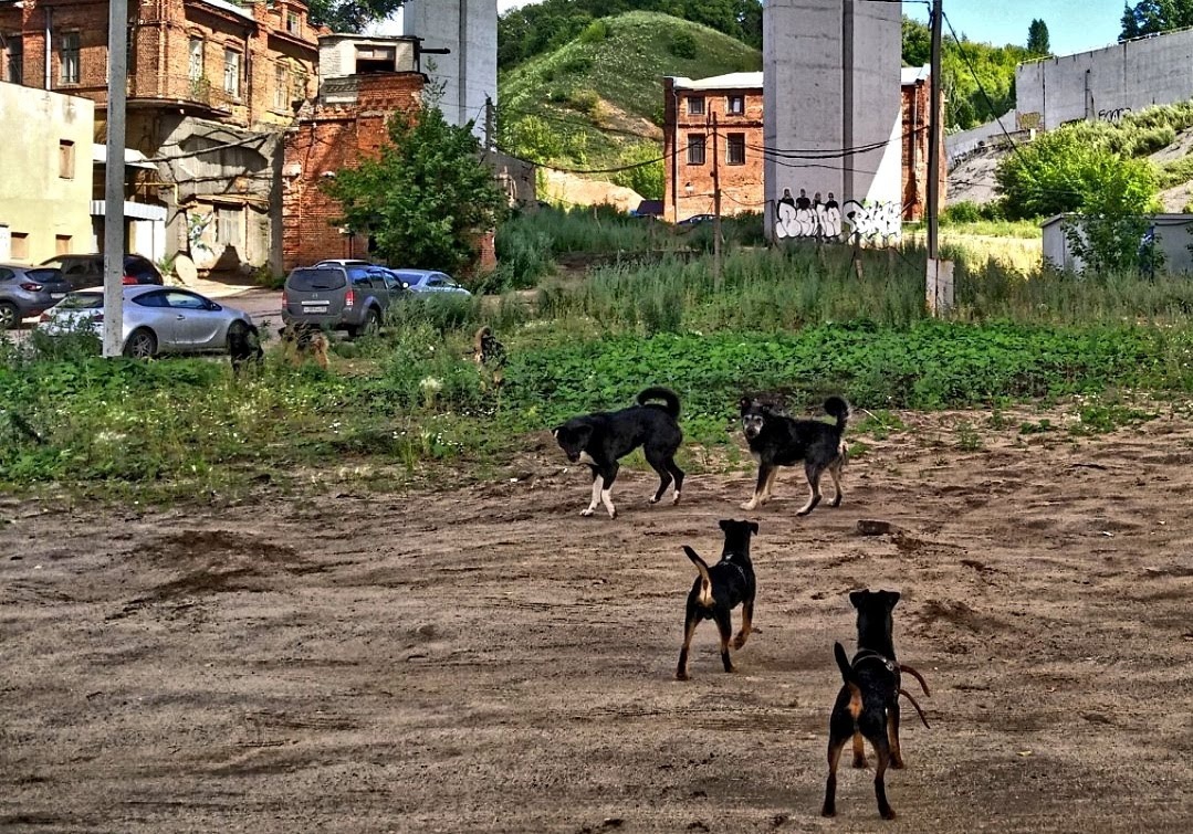 Когда гуляли под мостом и вдруг внезапно встретили стаю