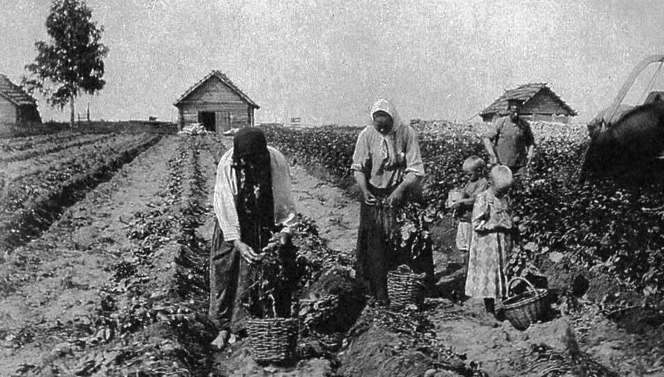 Что еще, помимо "земляных яблок", боялись есть наши предки?