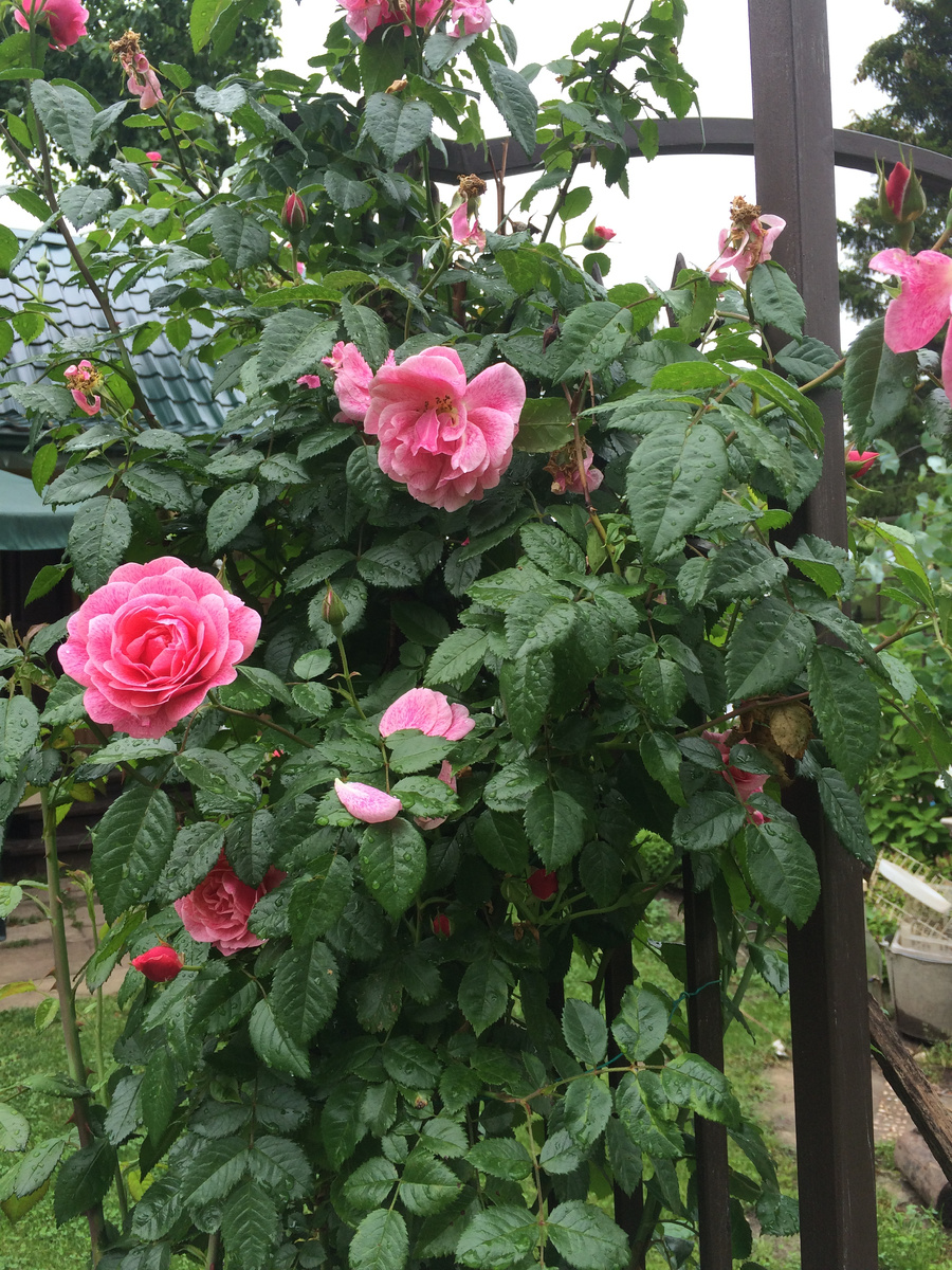 Прекрасная плетистая роза Камелот