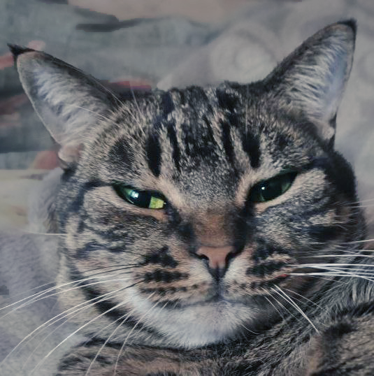 "Судьба" взяла все в свои лапки