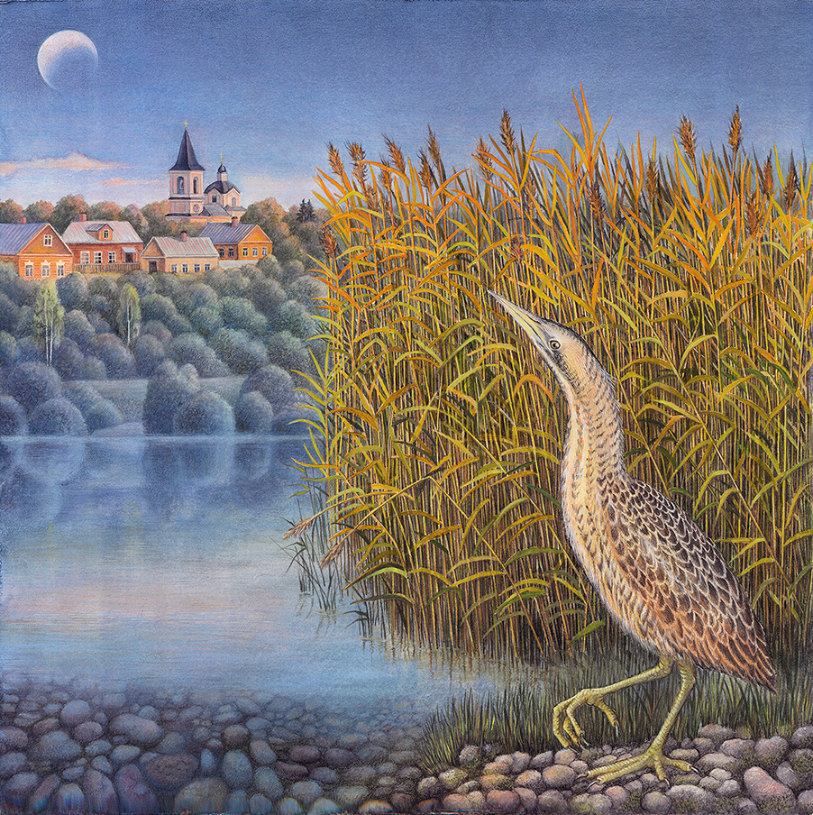 "Выпь"/40х40 см/бумага, карандаши