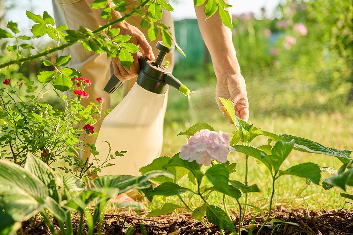 «Эпином» обрабатывают и семена, и черенки, и цветущие растения. Источник: Shutterstock📷
