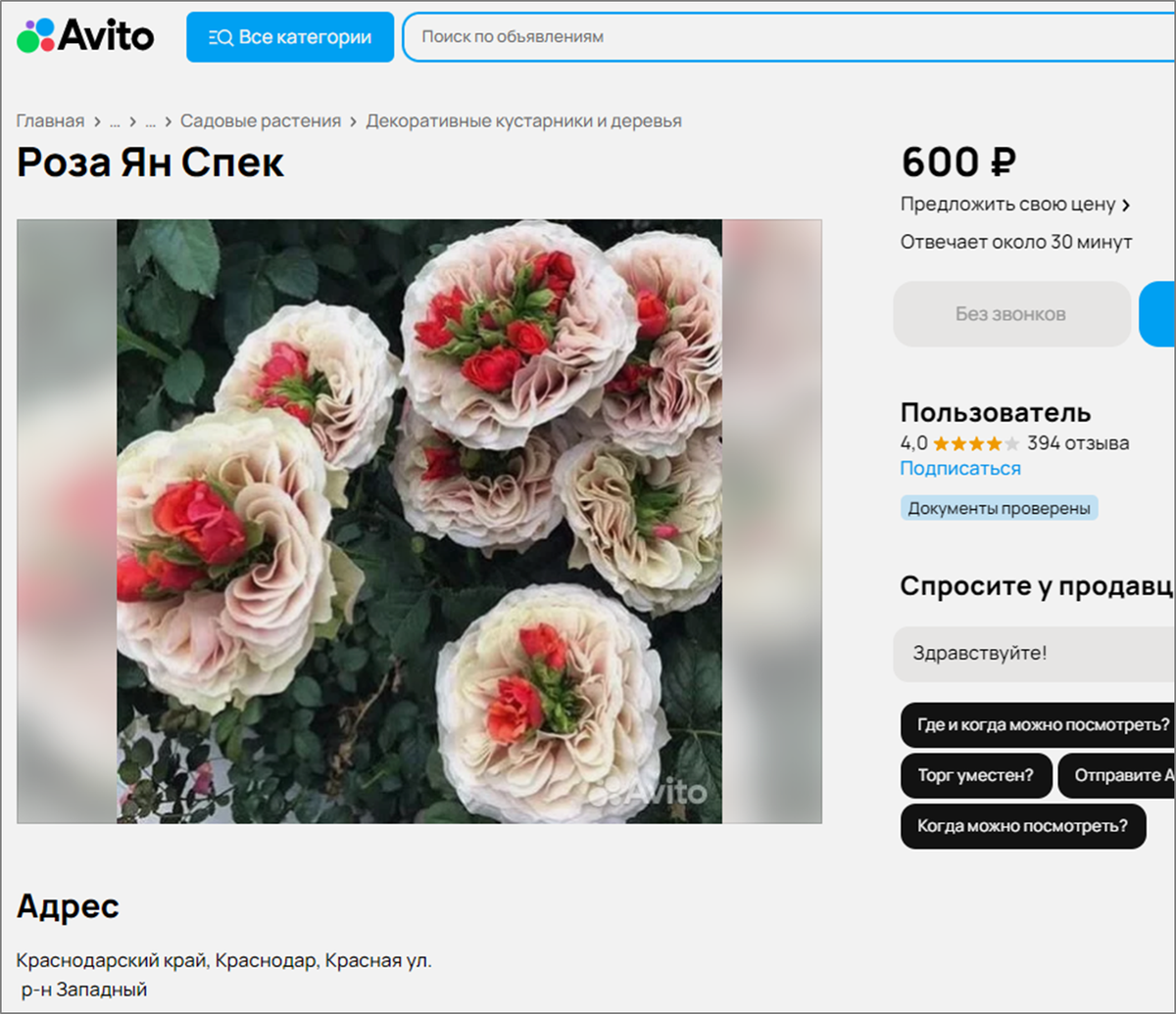 avito.ru/krasnodar/rasteniya/roza_yan_spek_3513758807