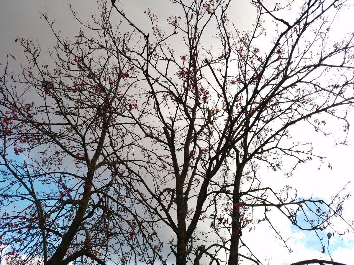 Небо сквозь черные ветви рябин. Из сегодняшнего путешествия.