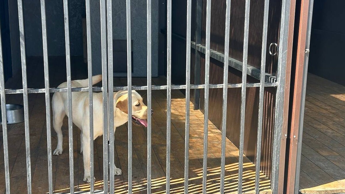    Фото: телеканал «Краснодар»