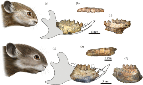 Реконструкция предка зайцев и грызунов