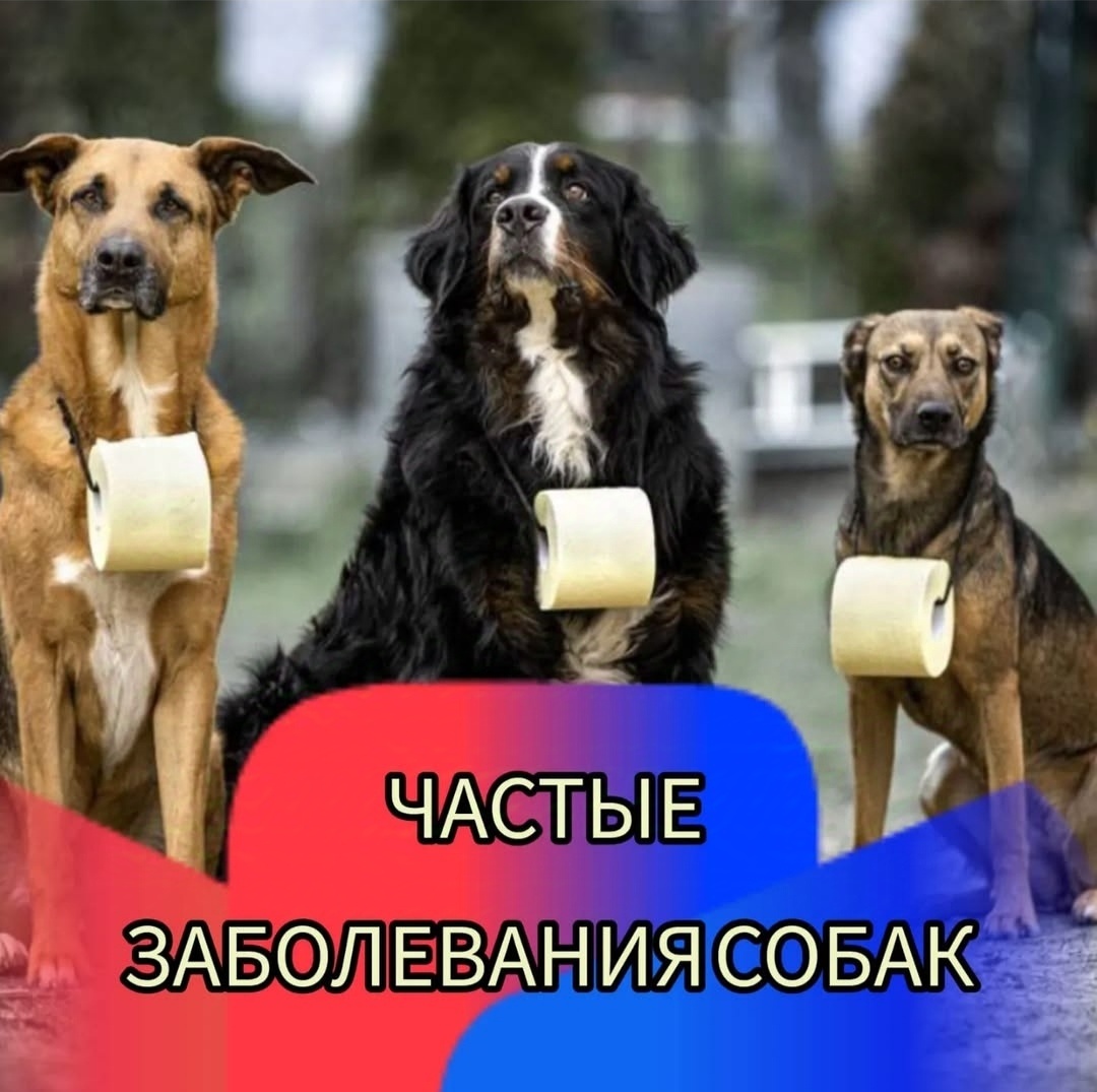 Эх, собачки.. 