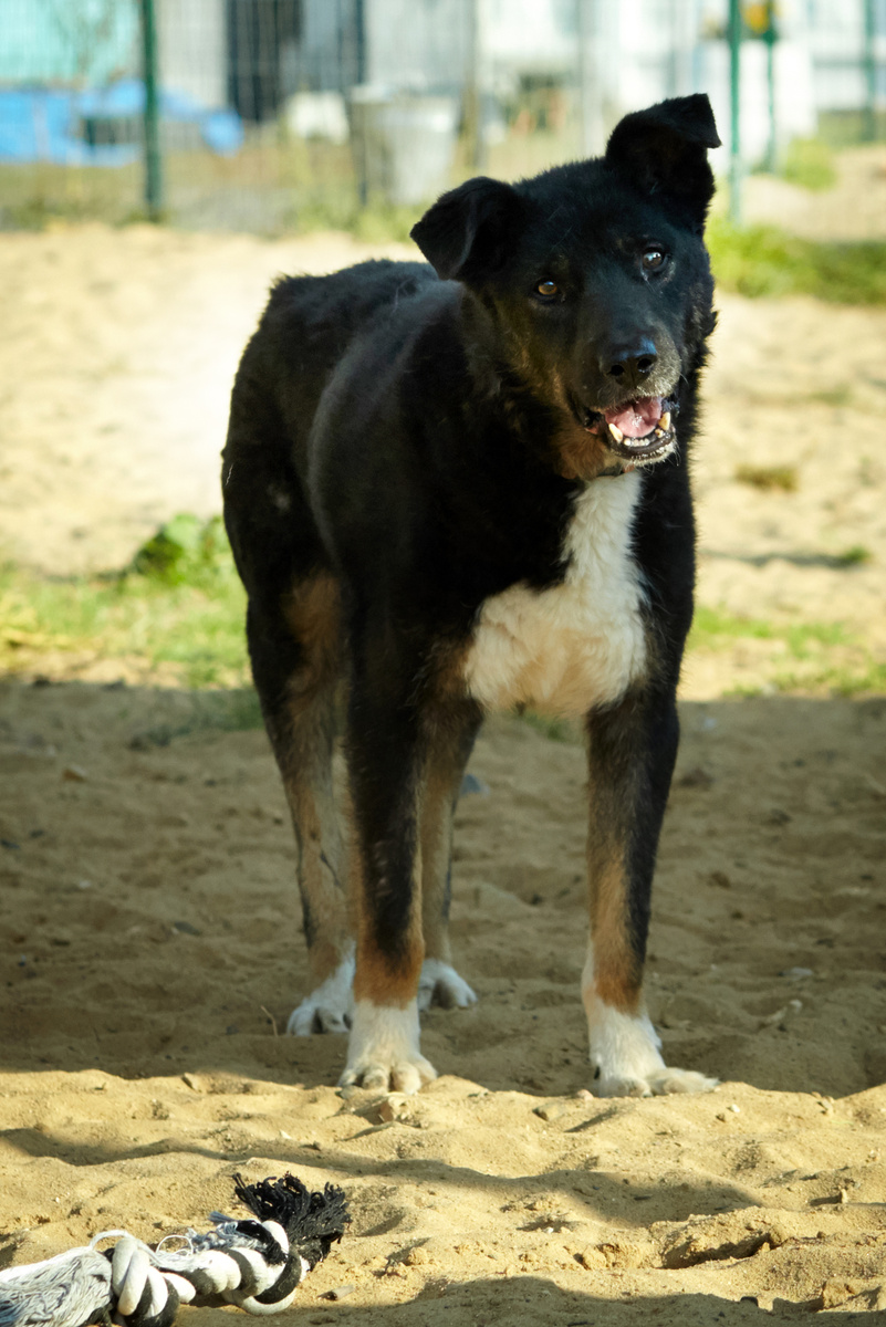 Я - дедуля Пурш, и у меня диарея, потому что корм эконом-класса совсем не подходит. А ещё я  хочу исполнить свою мечту - мягкий матрасик в ногах у любимого хозяина. Поможете? 