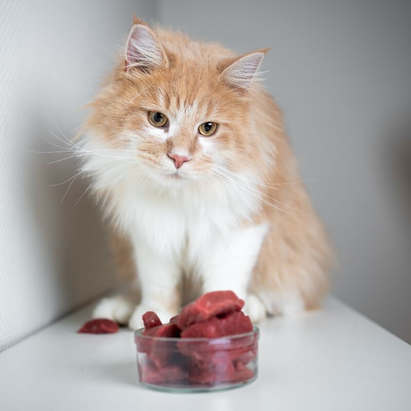 Кошка отказывается от сырого мяса