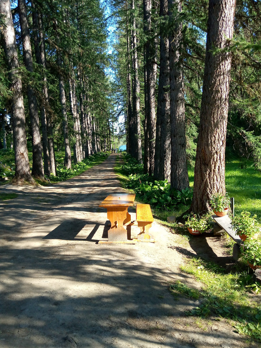 Аллея в Ботаническом саду