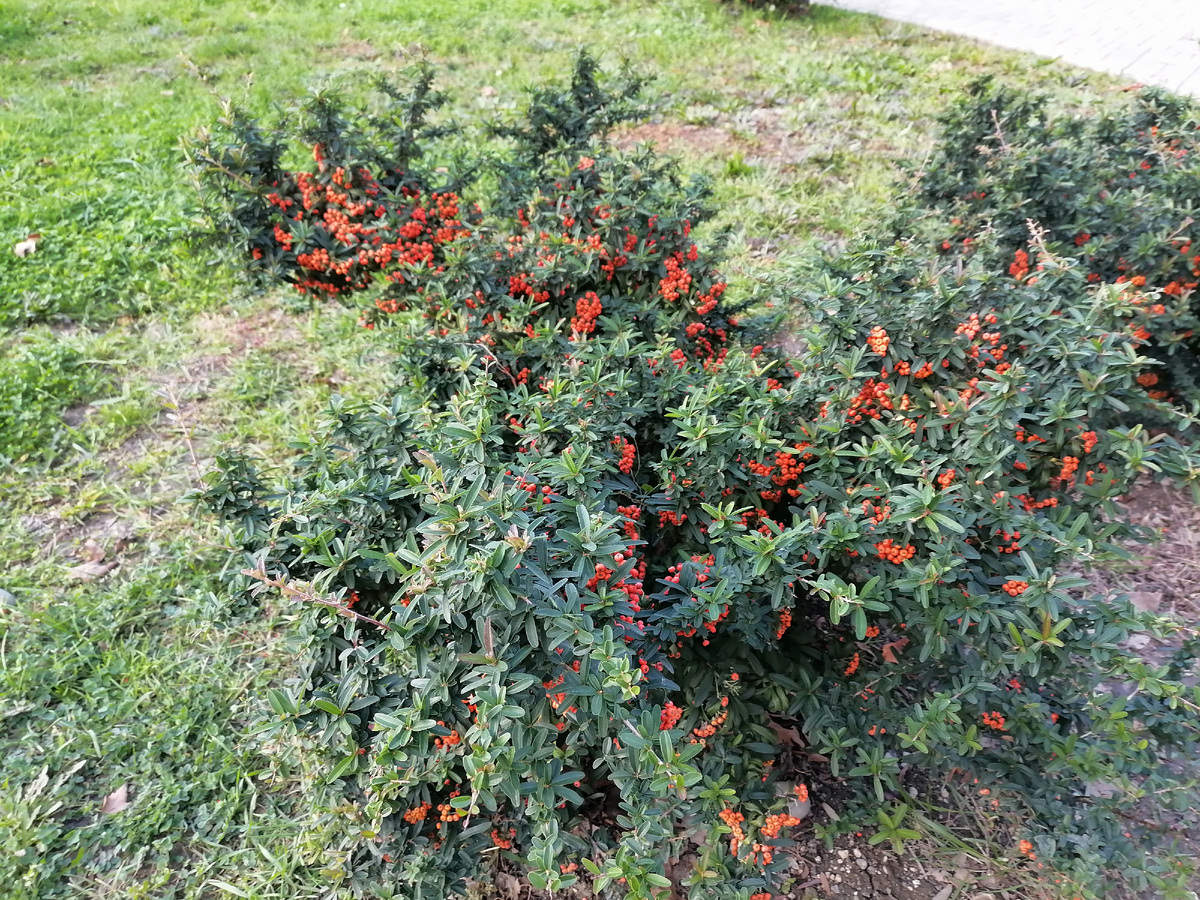 Личное фото автора. Неизвестный для меня куст, ну с очень красивыми ягодами.