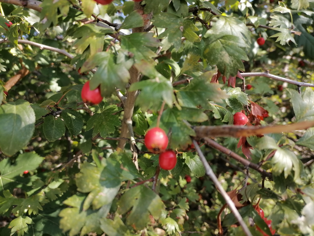 Личное фото автора. Плоды боярышника Моя мама и бабушка называла их глёд. 