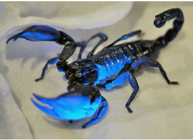 Синий скорпион