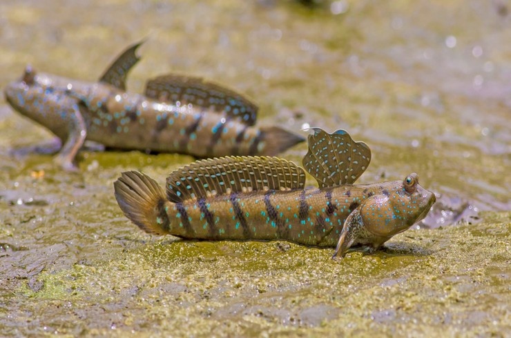 Илистый прыгун с полным ртом воды. Взято с blog.tetra.net