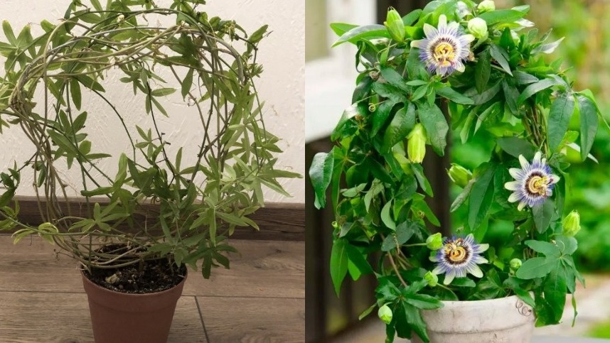 Разница между правильным и неправильным уходом. Слева - растение из магазина через месяц после покупки, справа - такой же вид через год правильного ухода