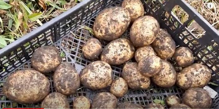 Фламинго картофель характеристика отзывы фото и описание. Картофель лакомка описание сорта. Картофель люкс. Картофель банкир описание сорта фото отзывы. Картофель банкир.