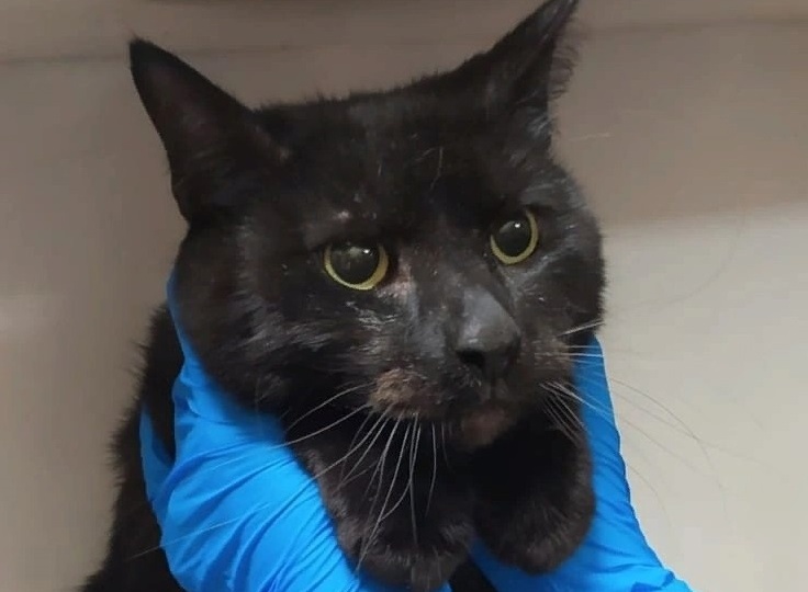 Люций вернулся в приют...