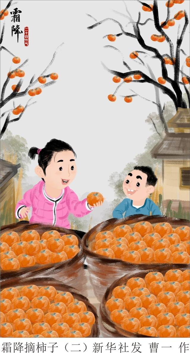 Хурму собирают и сушат, чтобы потом наслаждаться лакомством всю зиму. Источник: сайт baidu.com