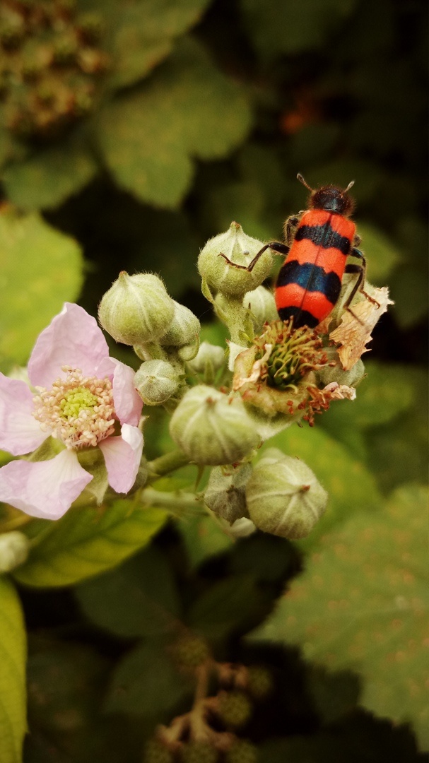Ориби Каммпирр - За пределами Вселенной © Copyright: Ориби Каммпирр