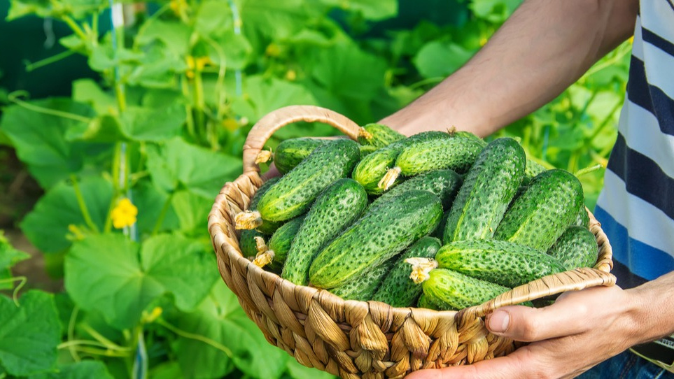 Результат правильного выбора сортов - богатый урожай с минимумом усилий