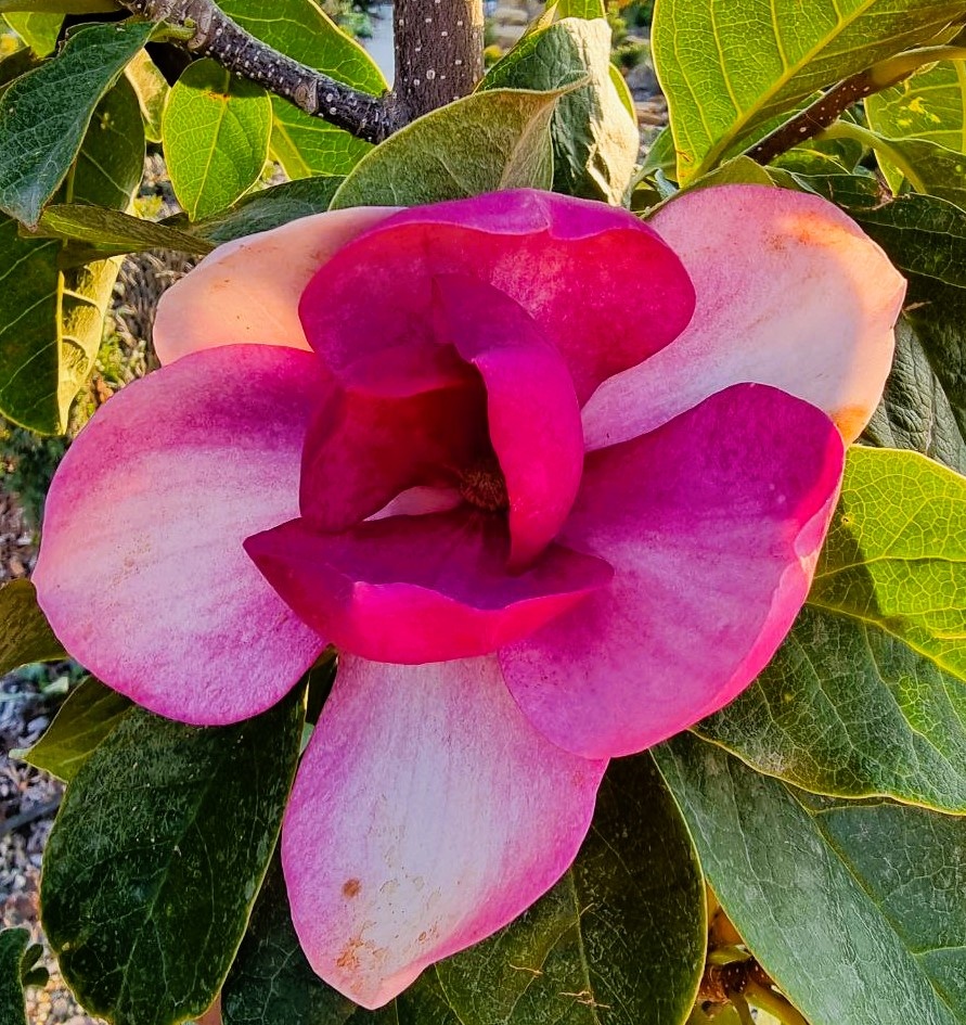 Цветение магнолии ‘Brixton Belle’ в моем саду. Анапа.