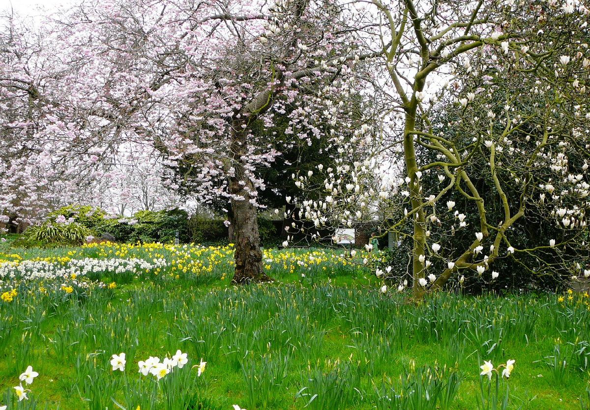 Цветение старых магнолий в ботсаду Кью. Лондон.