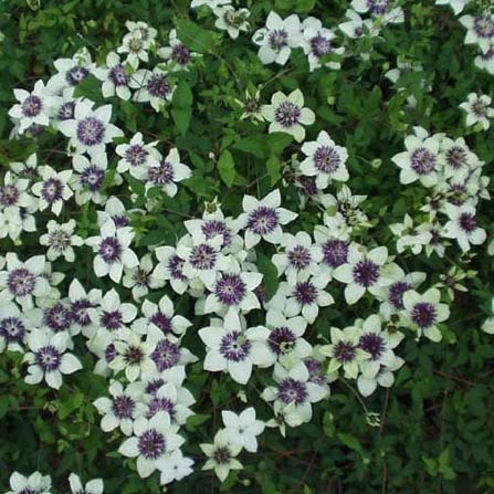 Clematis florida Sieboldii