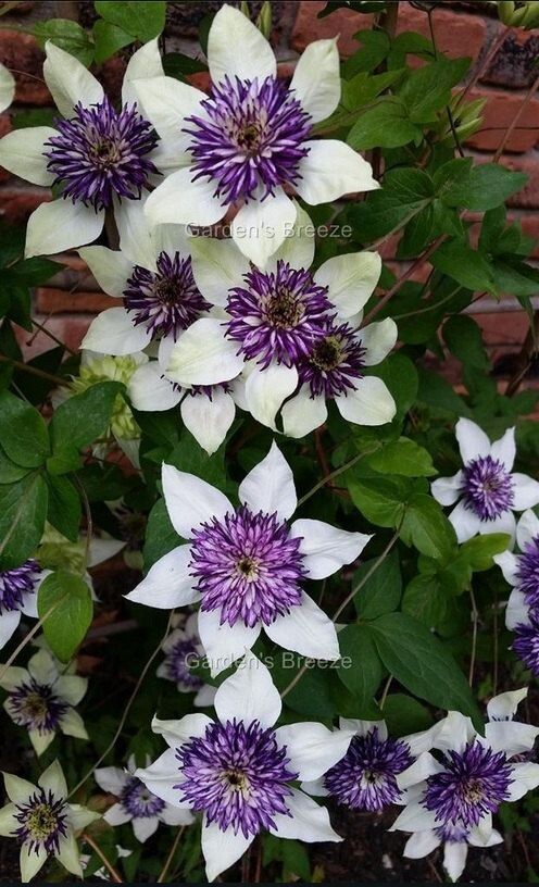 Clematis florida var. sieboldiana (син. Clematis florida var. bicolor ,'Bicolor','Sieboldii','Sieboldiana') 
