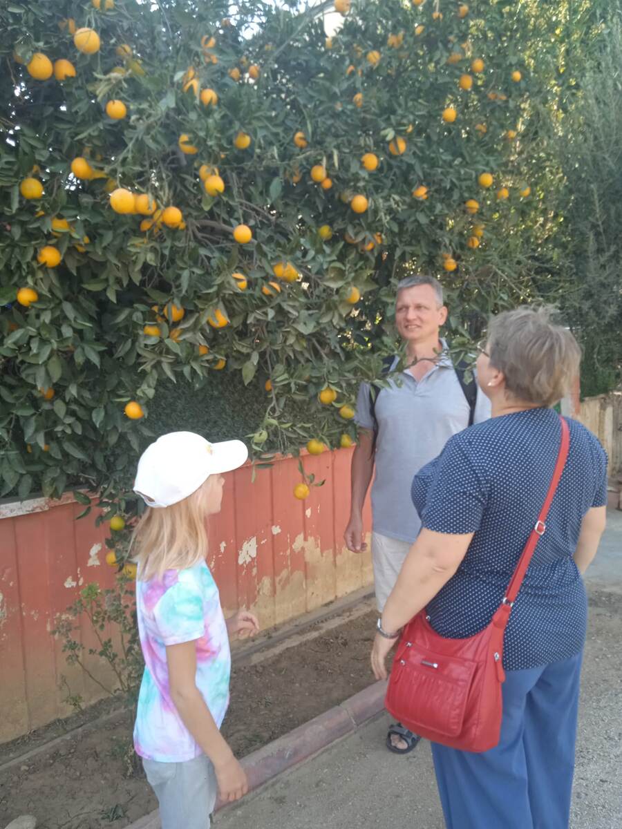 Новосибирцы радуются апельсинам на дереве