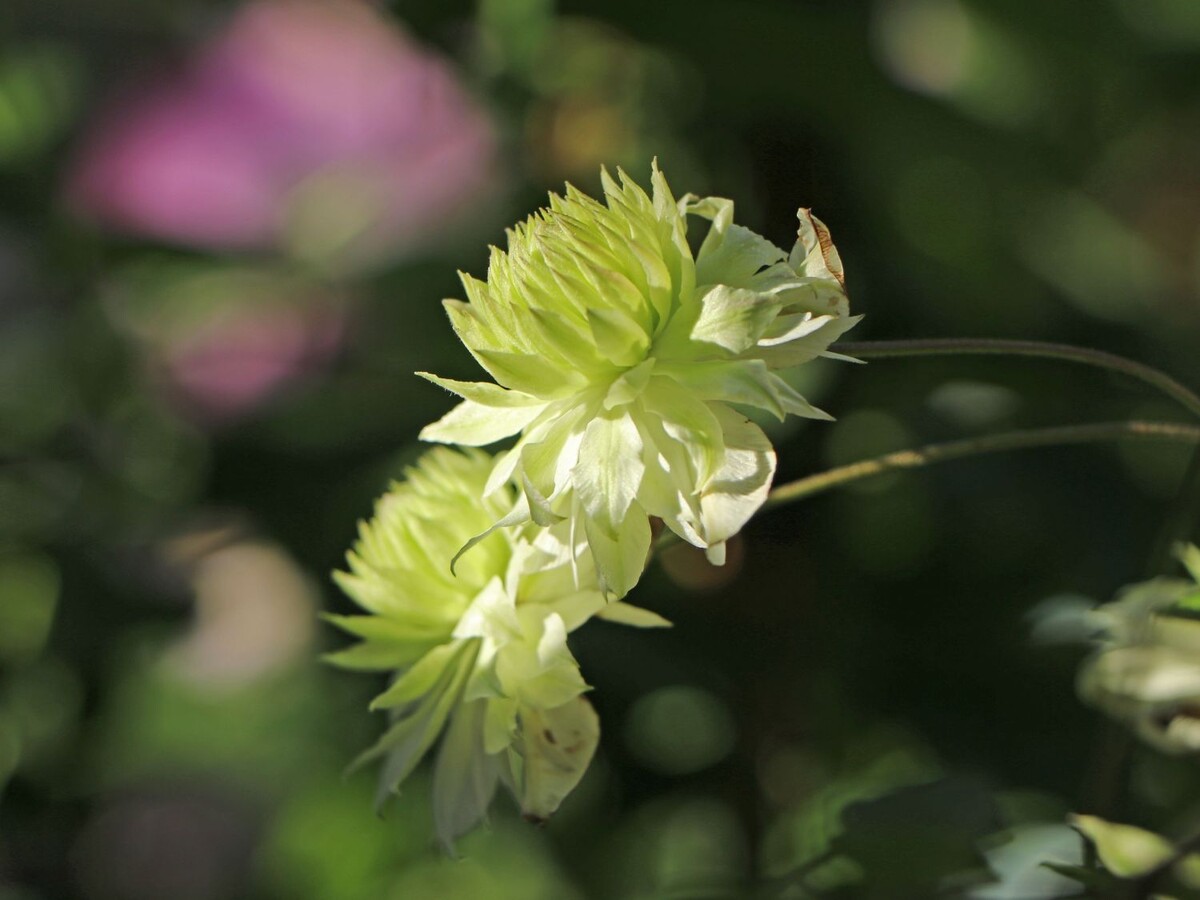 Клематис Манджу (Clematis Manju) 