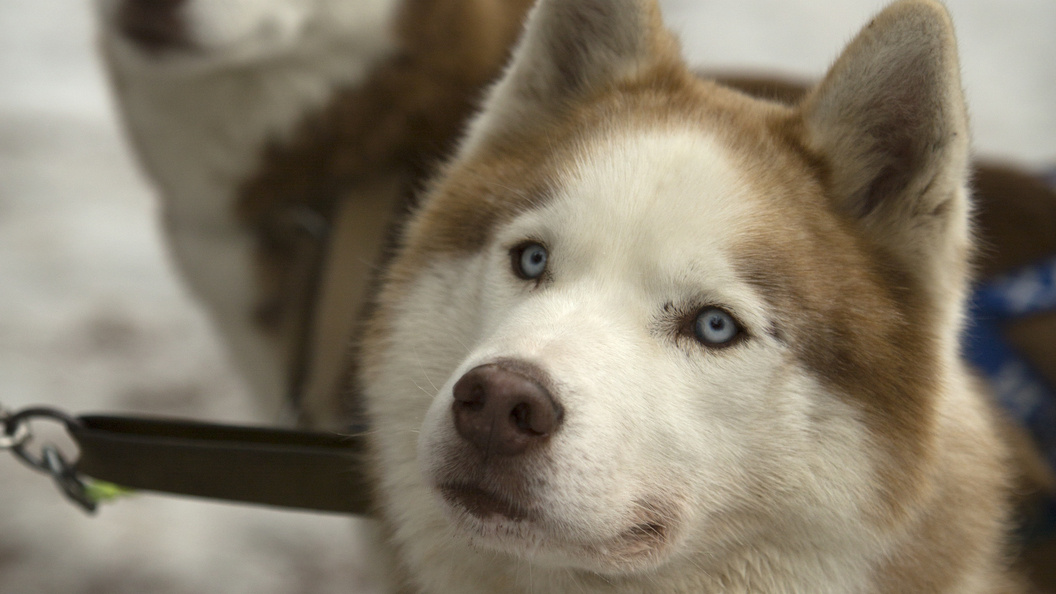    Фото: Nikolay Gyngazov/Global Look Press