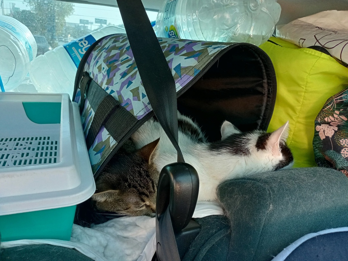 Мне казалось, были фотографии получше, но я не нашла. Тут немного видно пелёнку.