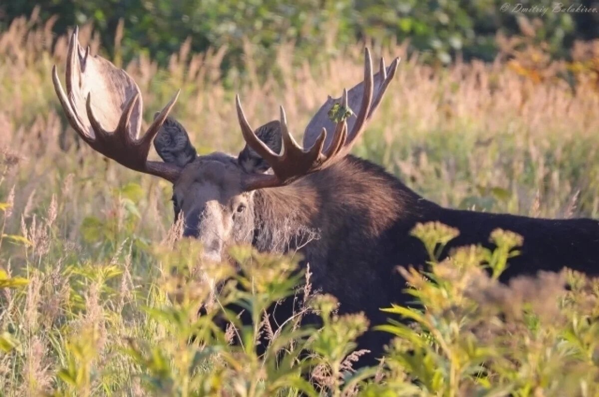    Лось в полном расцвете сил позировал сотруднику заповедника на Камчатке