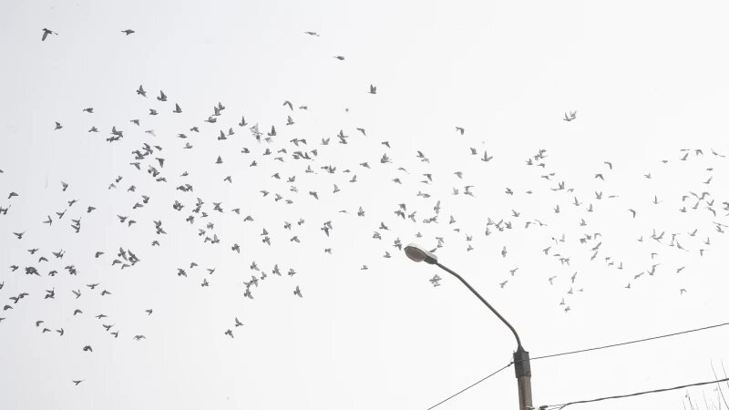     Туманная неделя в Барнауле, 2024. Дарья Беркетова