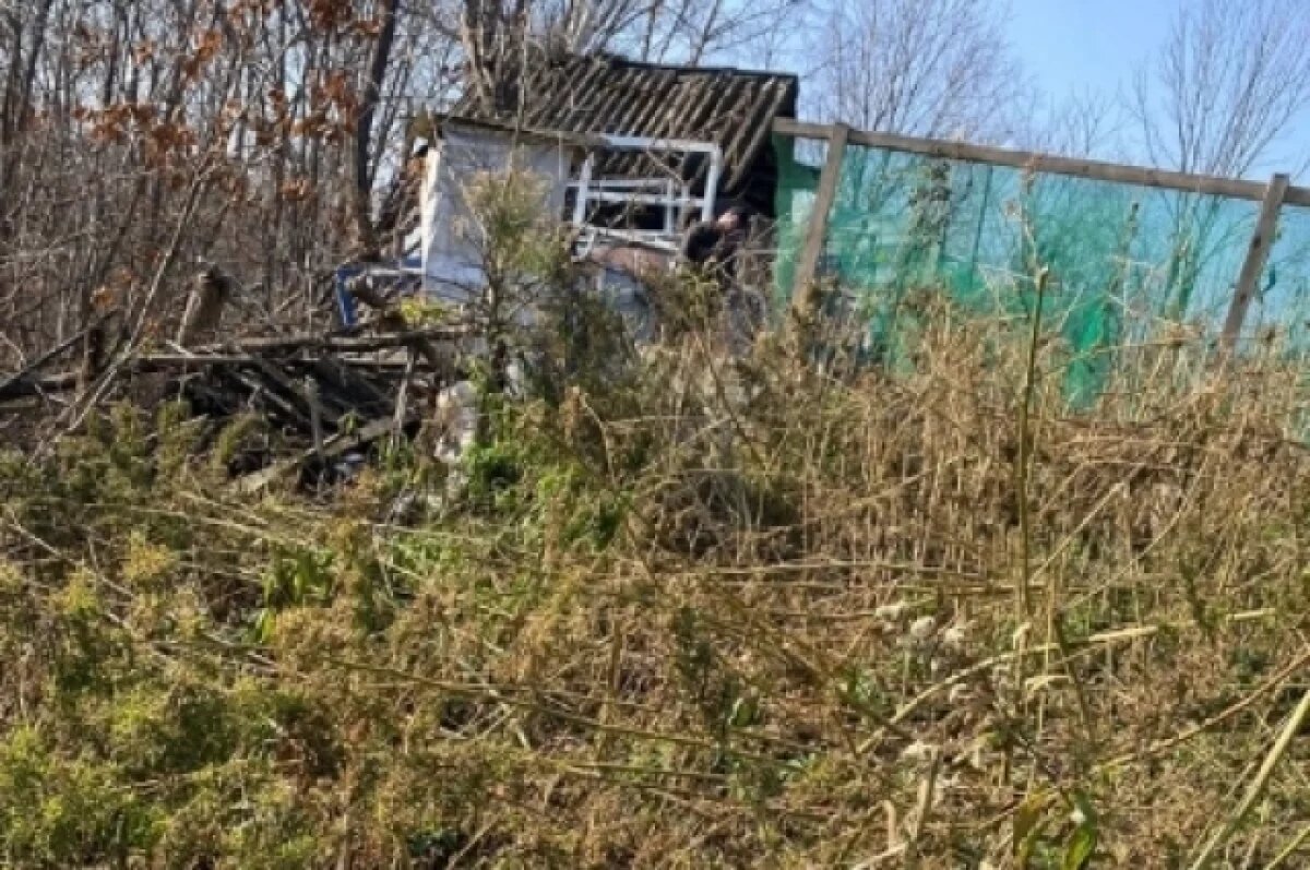    В Приморье полиция обнаружила 280 кустов марихуаны на тайной плантации