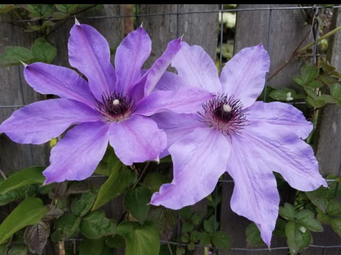 Клематис The First Lady