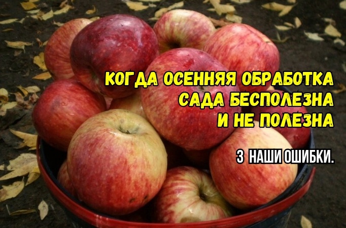 Так осенью сад не обрабатывают: 3 ошибки делают обработку бесполезной. И не важно, чем: когда все средства не работают. Агрономы советуют
