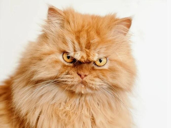 Котовозмущение - оно такое))