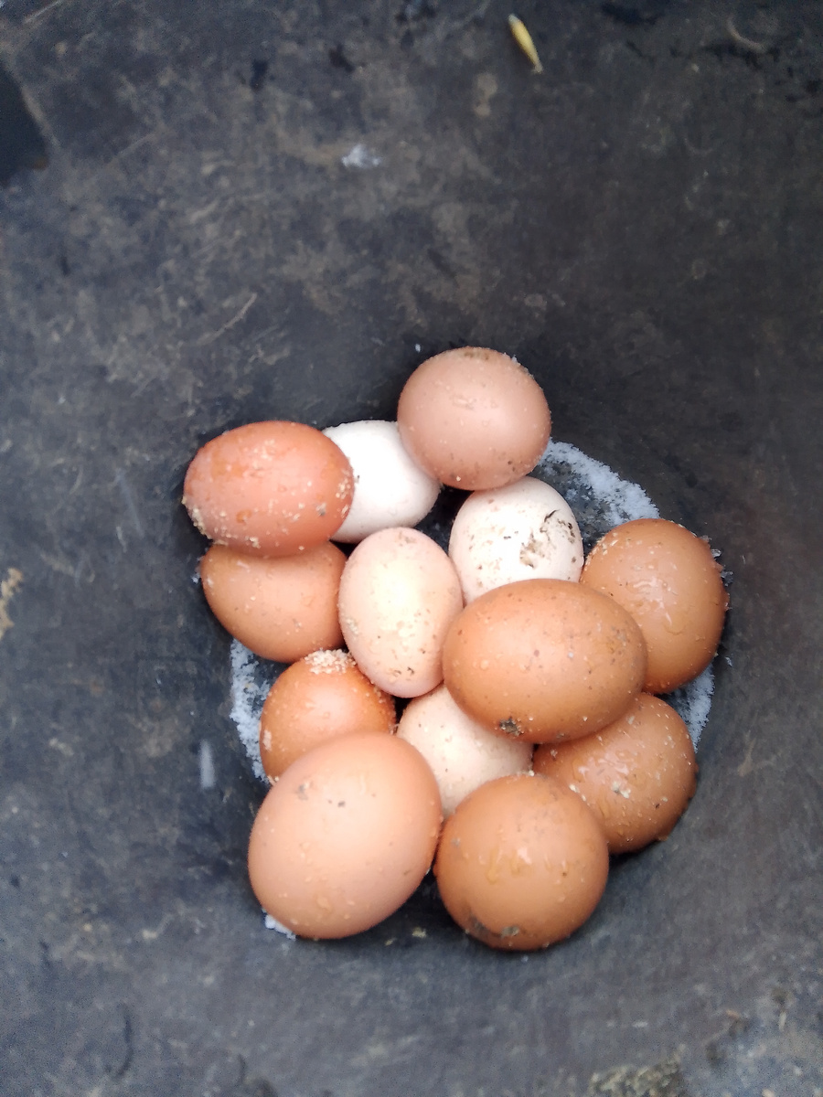 Утренний куриный улов 