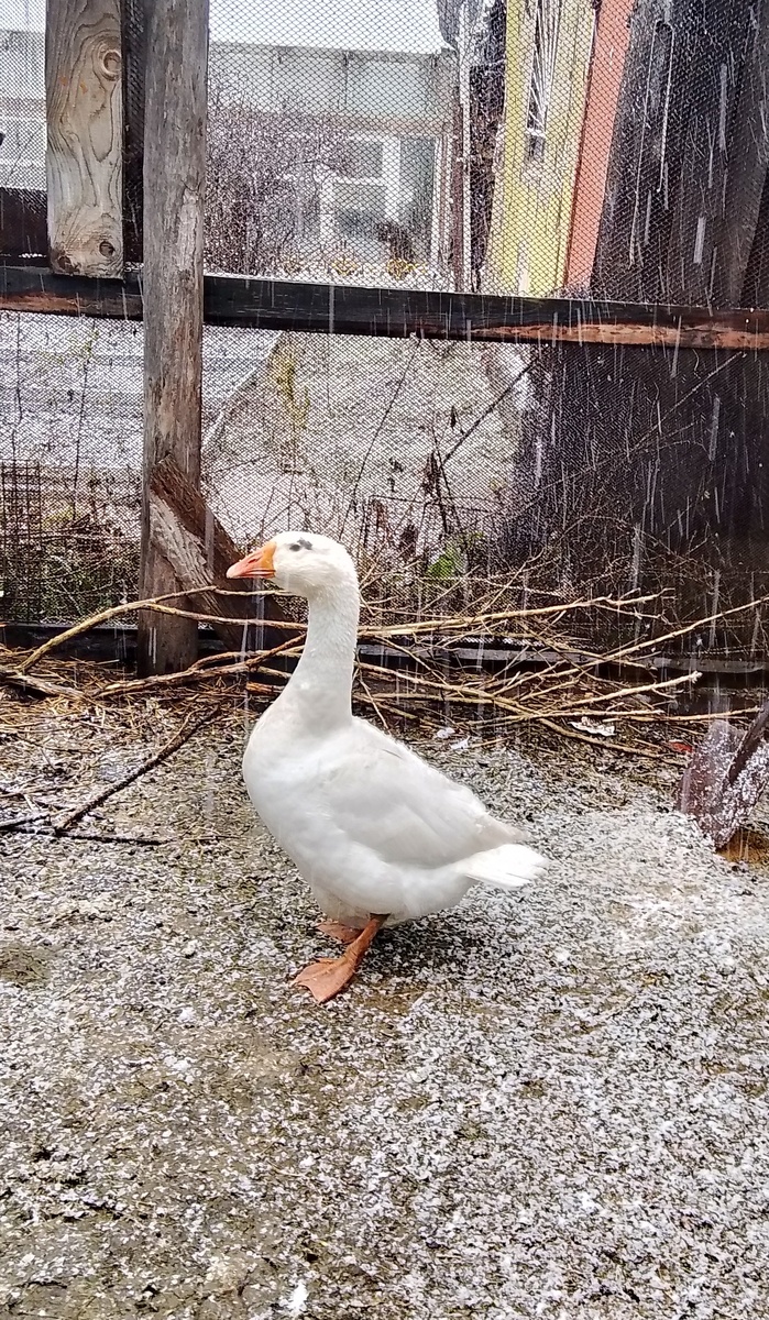 Дети называют её га-га