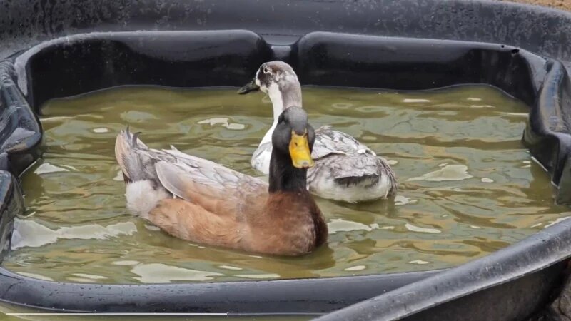     Стало известно, почему лапки у уток не замерзают в ледяной воде Барнаульский зоопарк