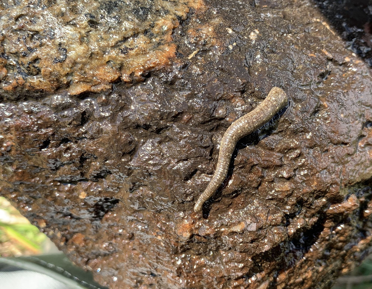 Алтайский экземпляр Hyperboreomyzon polaris. Фото - Татьяна Елисеева