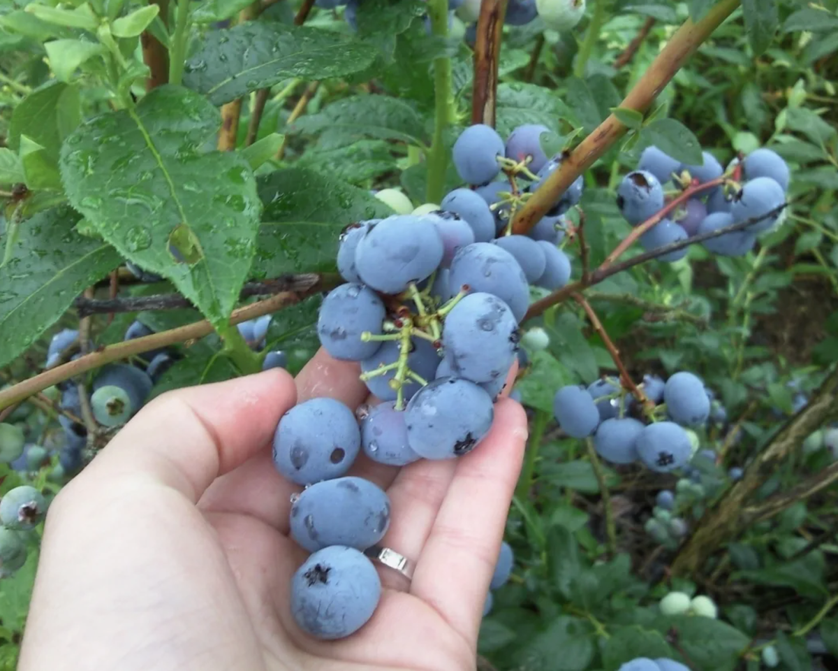 Черника Bluecrop (источник фото: bel-am.by)