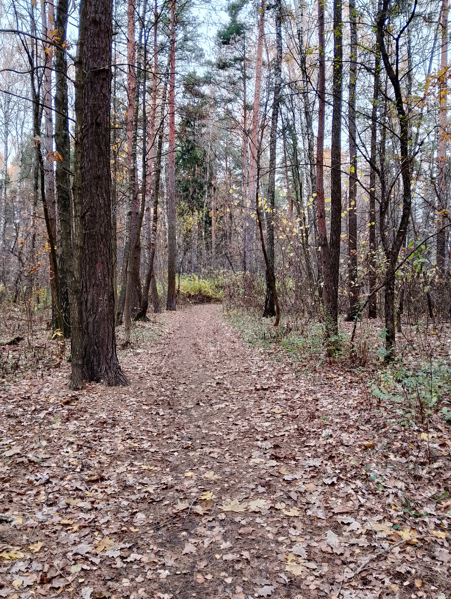 Заход в лес, фото автора