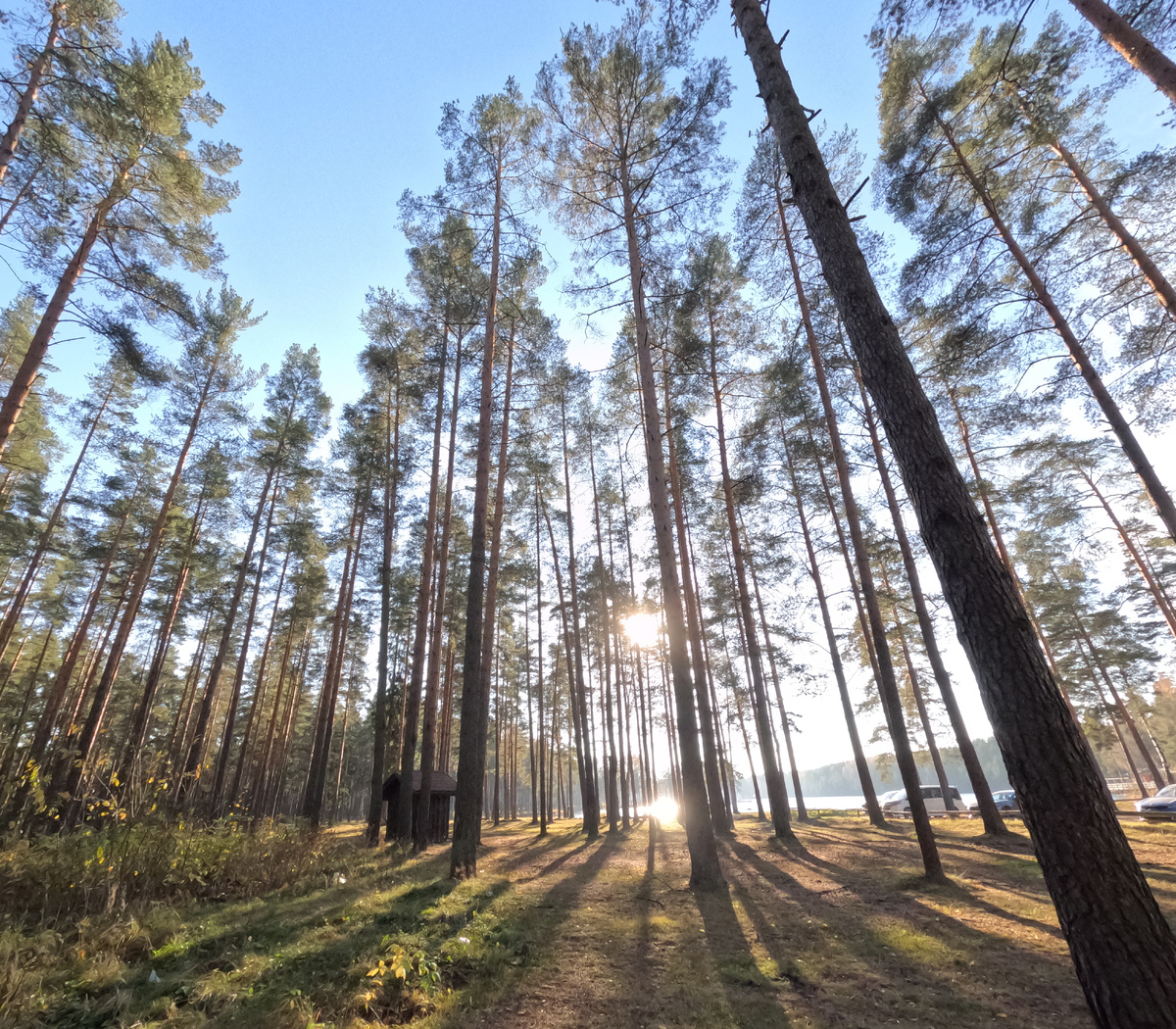 Природа надевает свой самый красочный наряд, а воздух наполняется свежестью. Сосновый лес в Ленинградской области. Фотография - estate.gorbunovb2b.ru