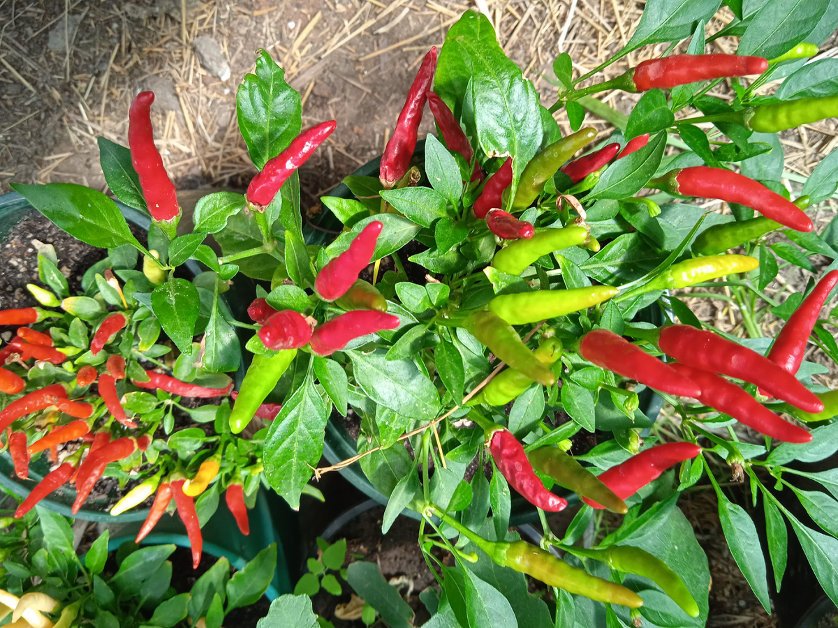 Пара сортов мелкоплодного перца росли в горшках