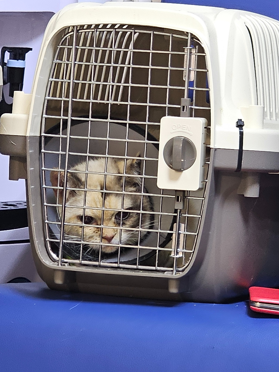 Фото автора. Маруся кошка наша.