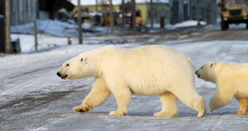 Фото: ИА "Чукотка" 