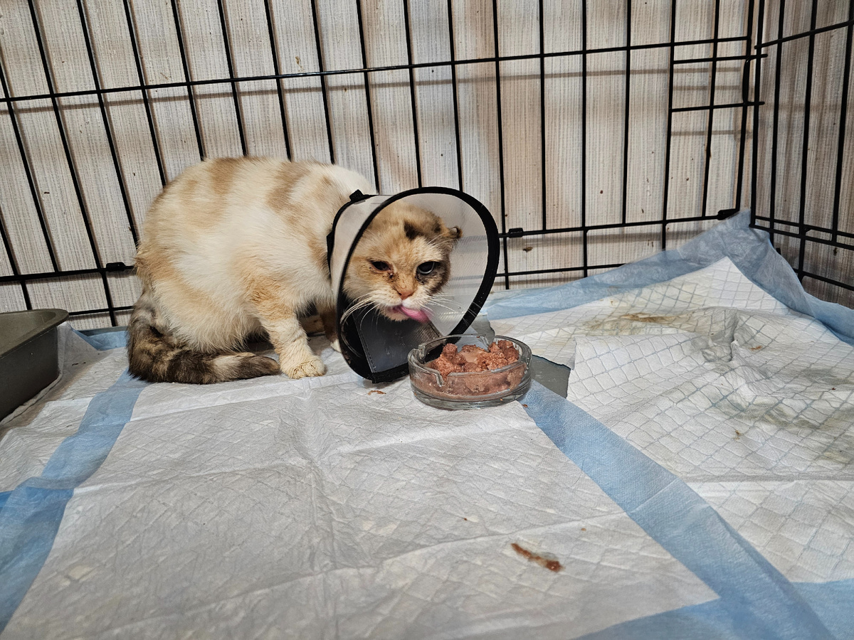 Фото автора. Маруся пытается покушать. 